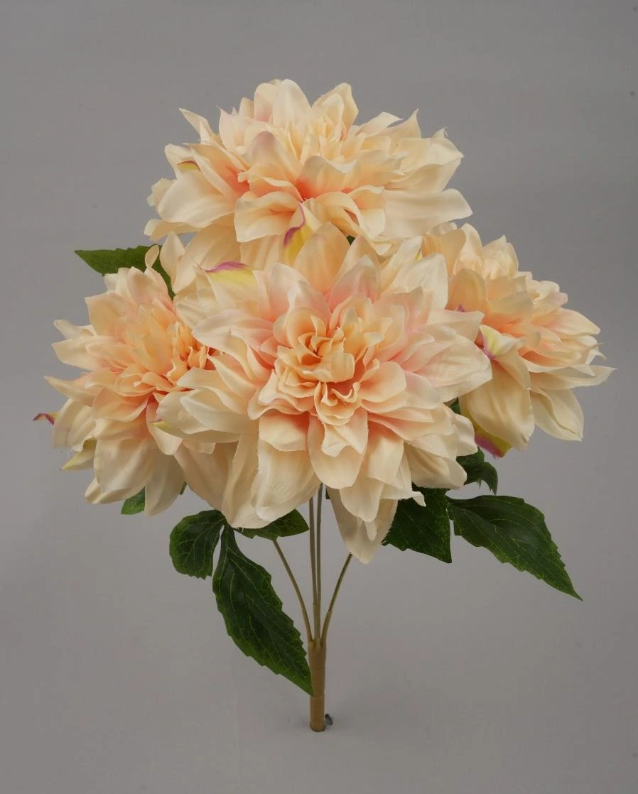 Dalia Bunch * 5